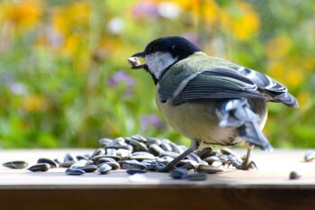 Graines de tournesol 20 kg Sachet de nourriture pour oiseaux XL, nourriture pour oiseaux sauvages toute l'année à saupoudrer (24096e) 2