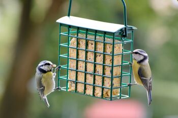 Six blocs énergétiques riches en protéines Blocs de graisse avec 2 mangeoires gratuites pour suspendre toute l'année Nourriture pour oiseaux Aliment gras pour oiseaux sauvages (24093e) 2