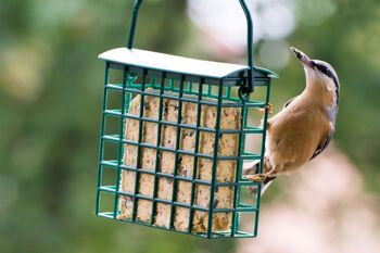 Six blocs énergétiques riches en protéines Blocs de graisse avec 2 mangeoires gratuites pour suspendre toute l'année Nourriture pour oiseaux Aliment gras pour oiseaux sauvages (24093e) 5