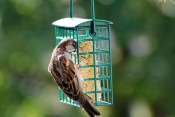 Six blocs énergétiques riches en protéines Blocs de graisse avec 2 mangeoires gratuites pour suspendre toute l'année Nourriture pour oiseaux Aliment gras pour oiseaux sauvages (24093e) 7