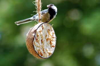 Art.24090e - 10 moitiés de noix de coco fourrées - 5 types de graines pour oiseaux 4