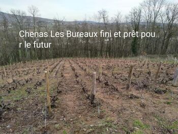 Chénas "les Brureaux"  2021   crus beaujolais 2