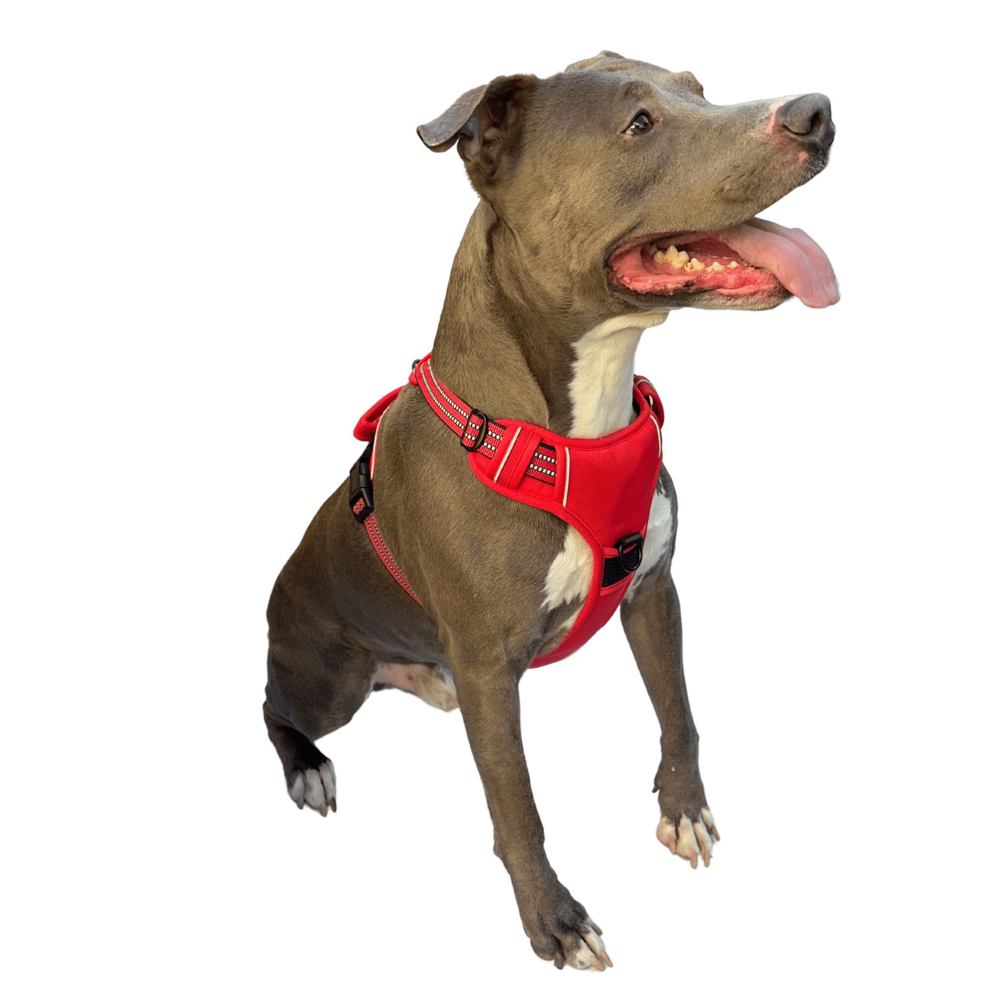 Sensible no pull outlet dog harness