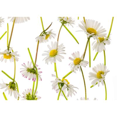 Wallcovering Braided Daisies