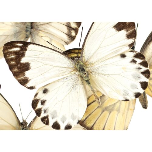 Wallcovering Swarm of White Butterflies