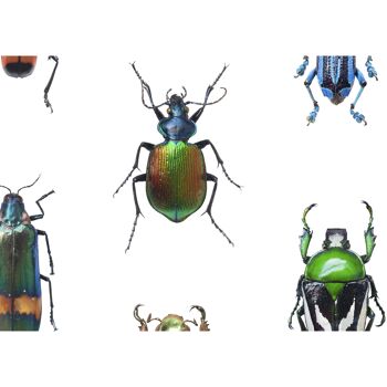 Insectes de revêtement mural 1