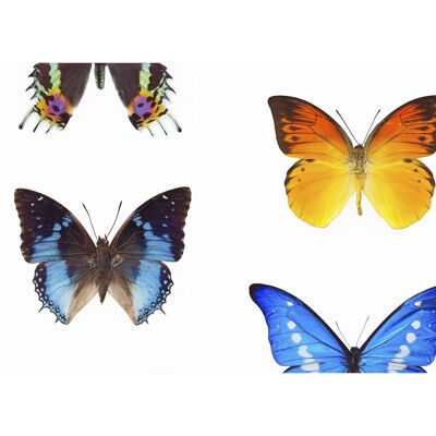 Wandverkleidung Schmetterlinge