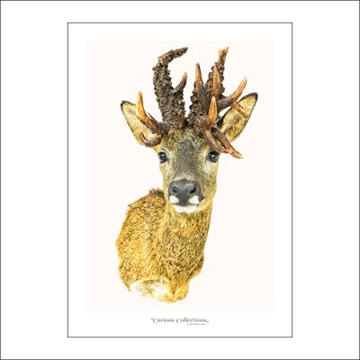 Poster Deer