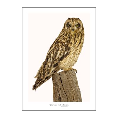 Poster Owl