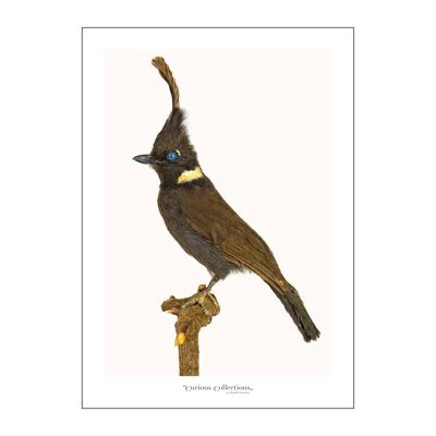 Poster Black Singing Bird