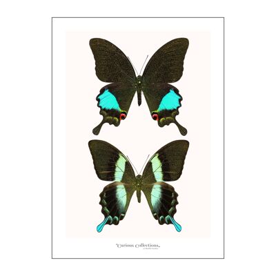 Poster 2 Schwarze Schmetterlinge