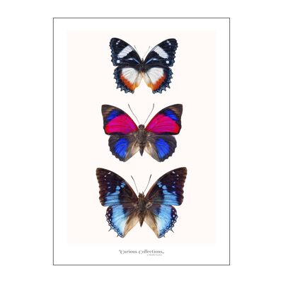 Poster 3 Schmetterlinge