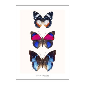 Affiche 3 papillons