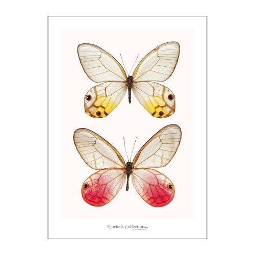 Poster Twin Butterflies