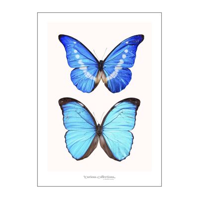 Póster 2 mariposas azules