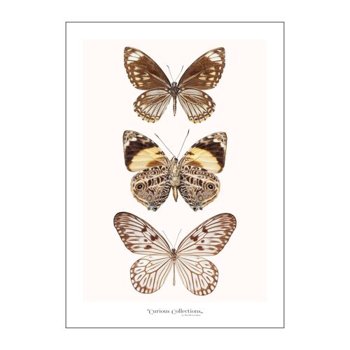 Poster 3 - Butterflies