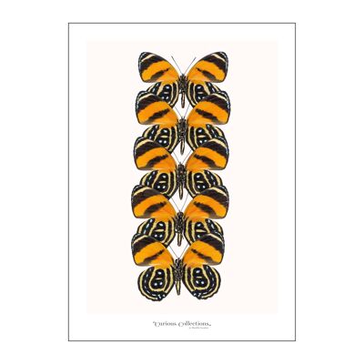 Affiche rangée de papillons