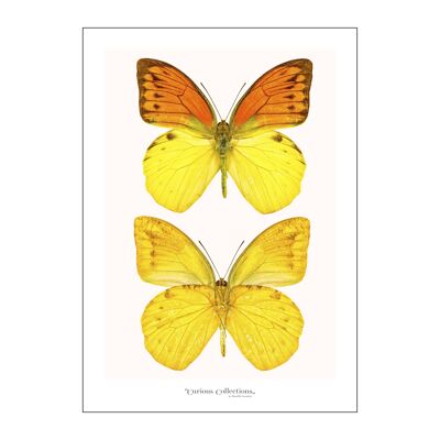 Póster 2 mariposas amarillas