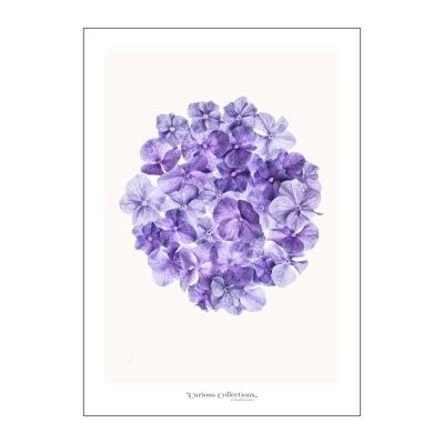 Poster Cercle de fleurs d'hortensia
