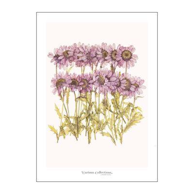 Poster Dried Pink Flowers