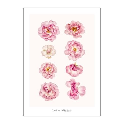 Poster Romantic Roses