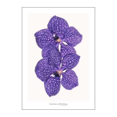 Póster Orquídea morada