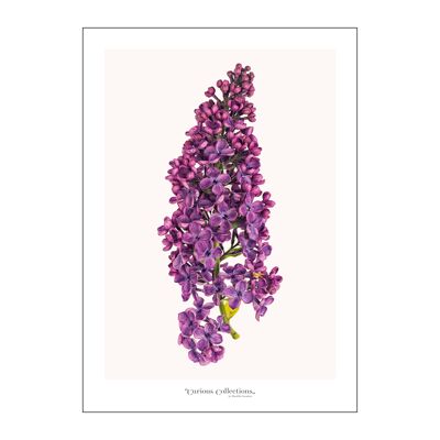 Poster Purple Butterlfy Bush