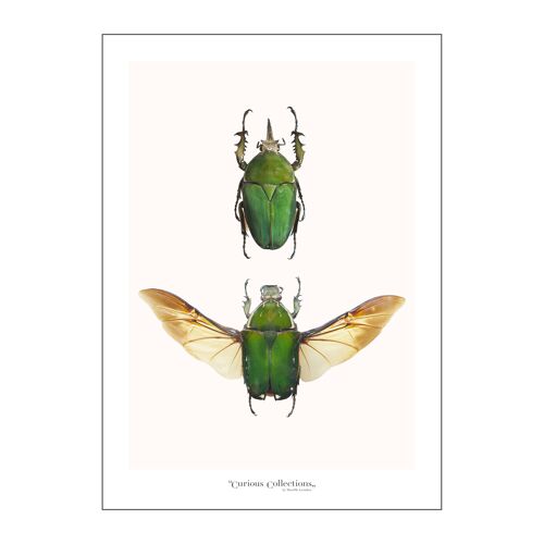 Poster 2 Green Beetles