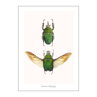 Póster 2 escarabajos verdes