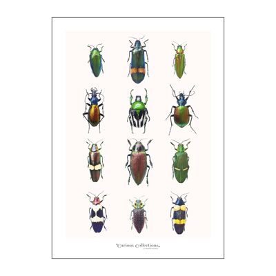 Poster 2 petits coléoptères