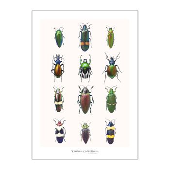 Poster 2 petits coléoptères