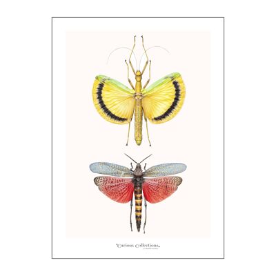 Affiche 2 insectes volants