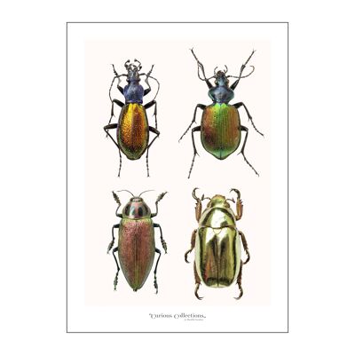 Affiche 4 coléoptères