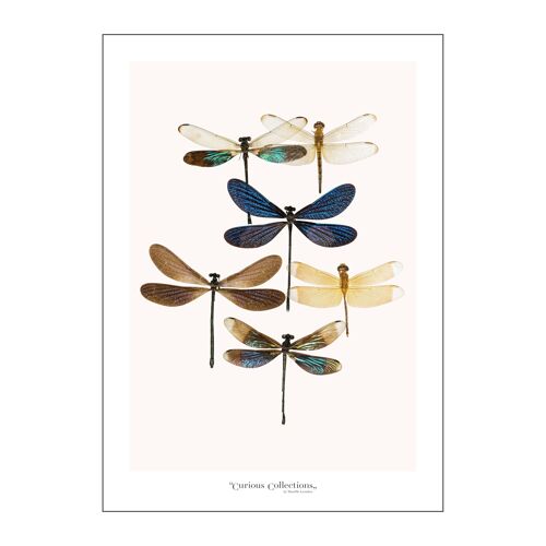 Poster Swarm of  Caterpillars