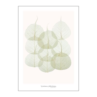 Cartel de hojas secas