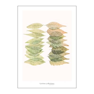 Poster Dried Leaves Skelletons