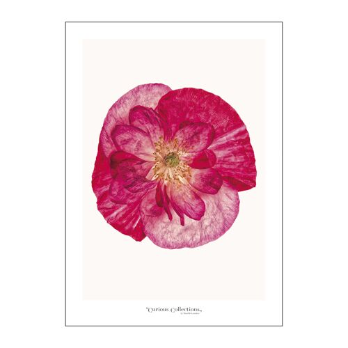 Poster 2 Pink Poppy