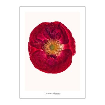 Affiche Red Poppy