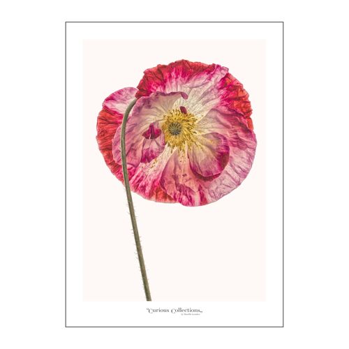 Poster 3 Pink Poppy