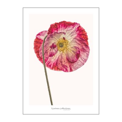 Poster 3 Pink Poppy