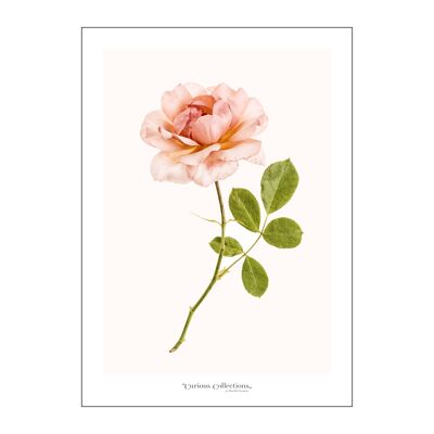 Poster Rosa Arancione Romantica