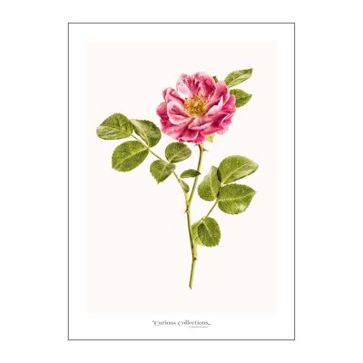 Affiche Romantique Rose Rose