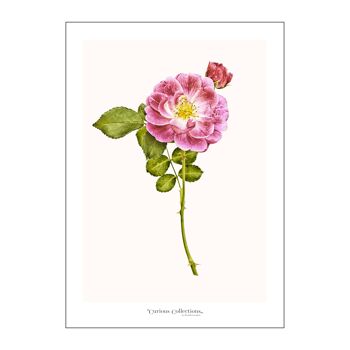 Affiche Romantique Enhlish Pink Mini Rose