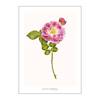 Poster Romantic Enhlish Pink Mini Rose