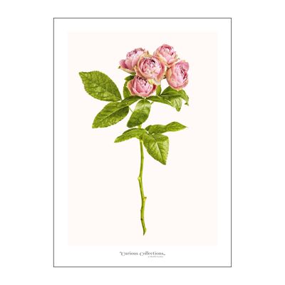 Affiche Romantique Rose Sauvage Rose