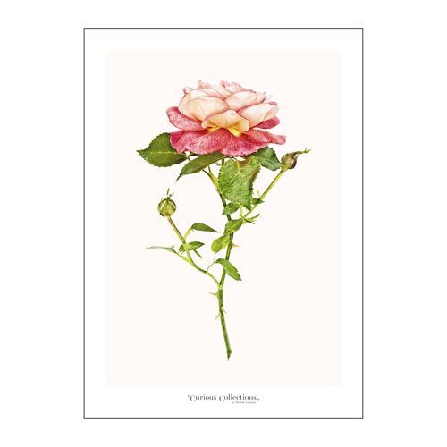 Poster 2 Romantic Pink Rose