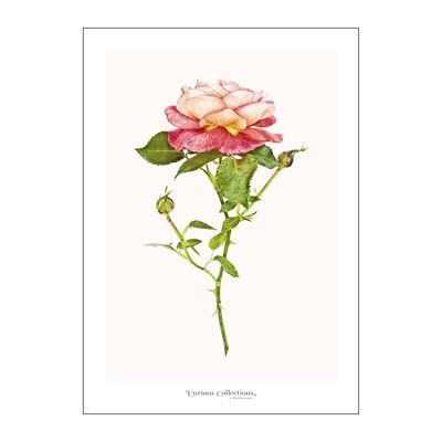 Poster 2 Romantische rosa Rose
