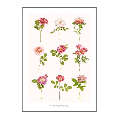 Poster Romantic  Roses