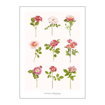 Poster Romantic  Roses