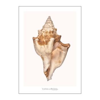 Affiche Grosse Coquille Blanche, Syrinx Aruanus